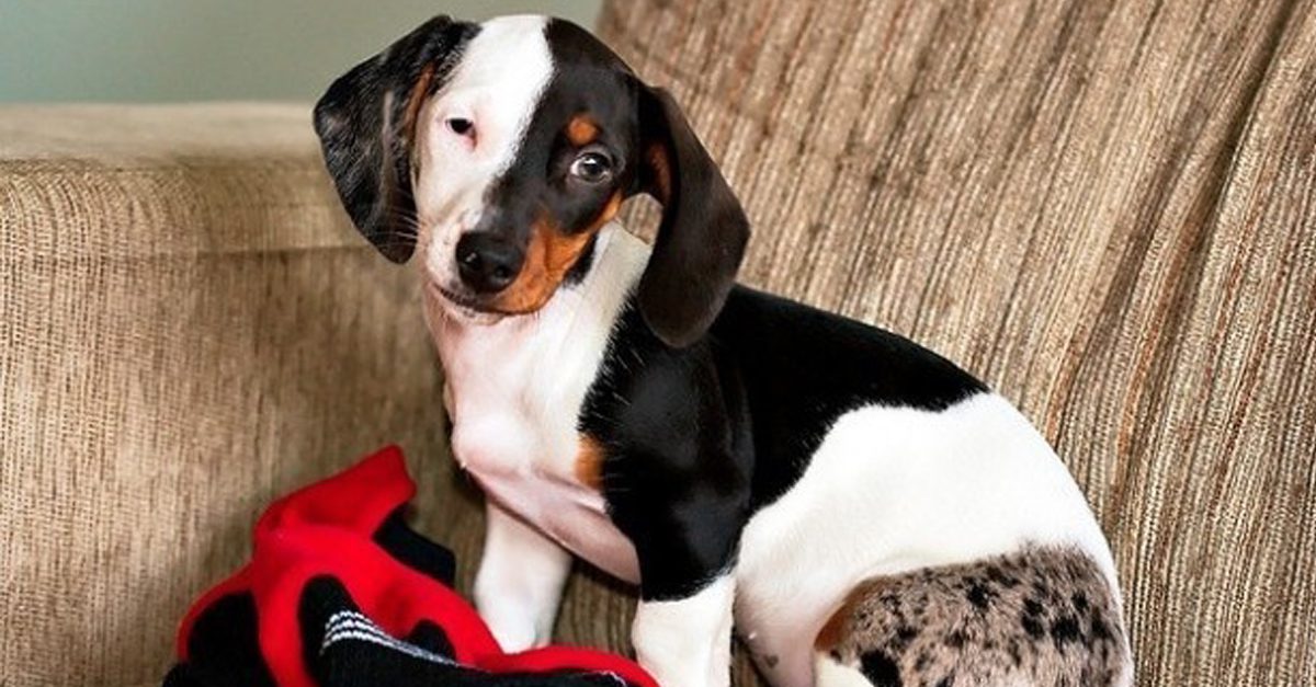 19 Dogs With Unusually Beautiful Markings On Their Fur - Trendfrenzy