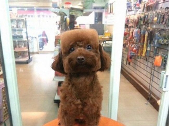 These Square-Faced Dogs Are Modeling The Latest Dog Haircut In Taiwan