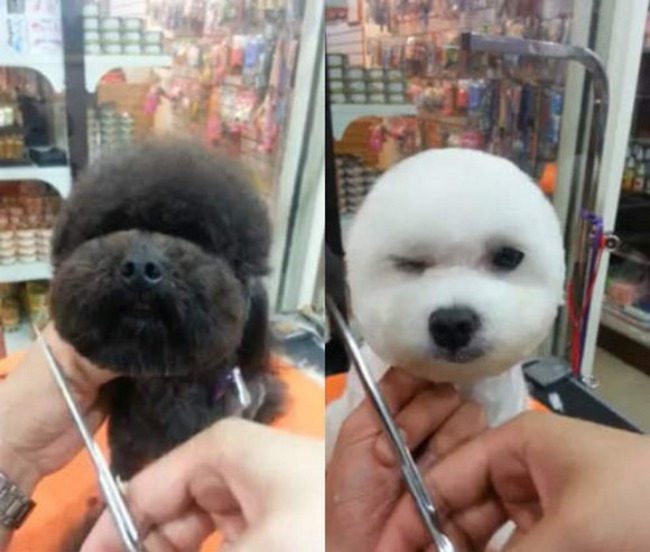 These Square-Faced Dogs Are Modeling The Latest Dog Haircut In Taiwan