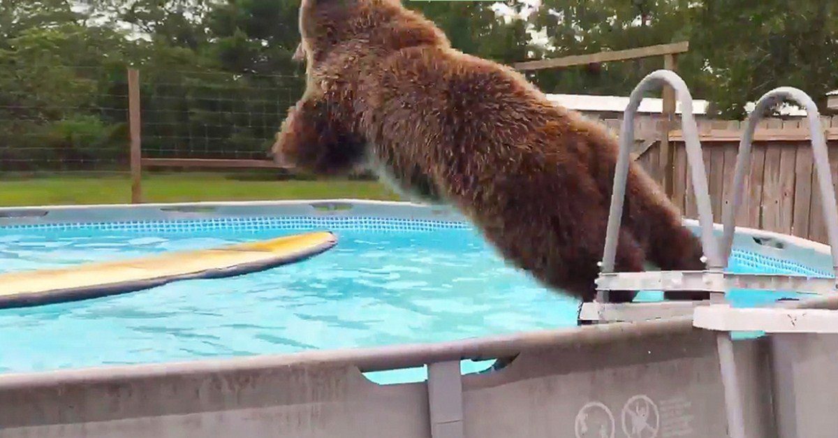 This Grizzly Bear Finds An inviting Swimming Pool And What 