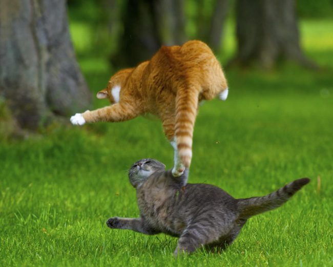 10 Incredible Images Proving Beyond All Doubt That Cats Can Fly