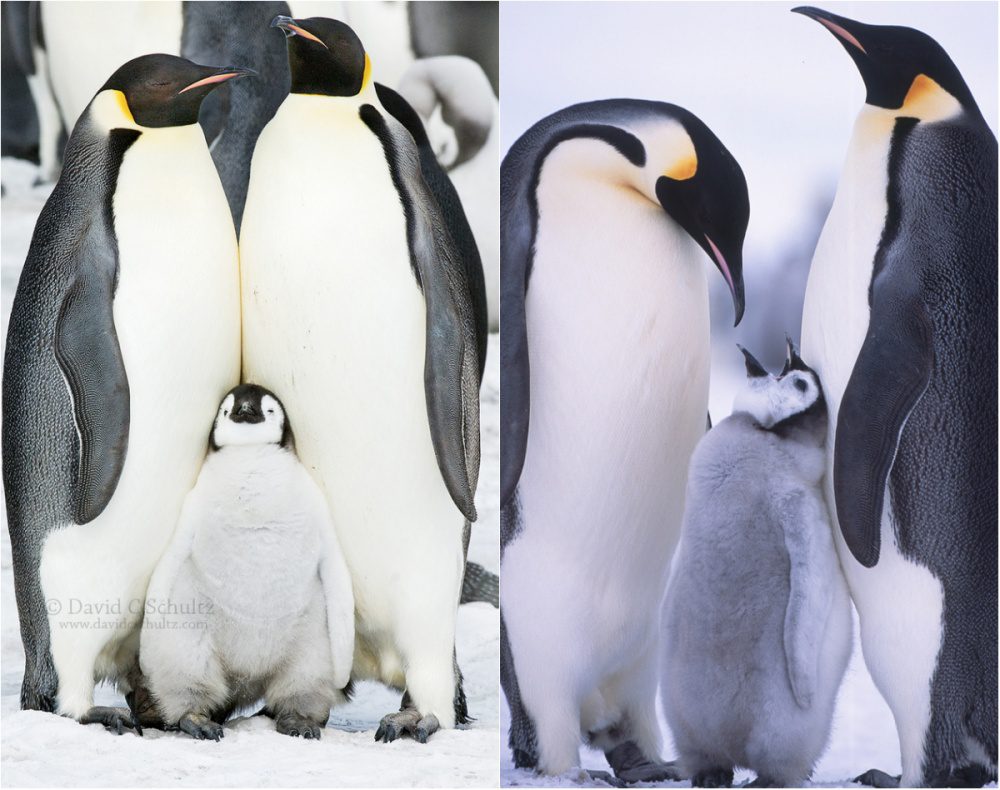 to draw animals cute how Pictures The Prove Cutest On Are 20 Animals That Penguins