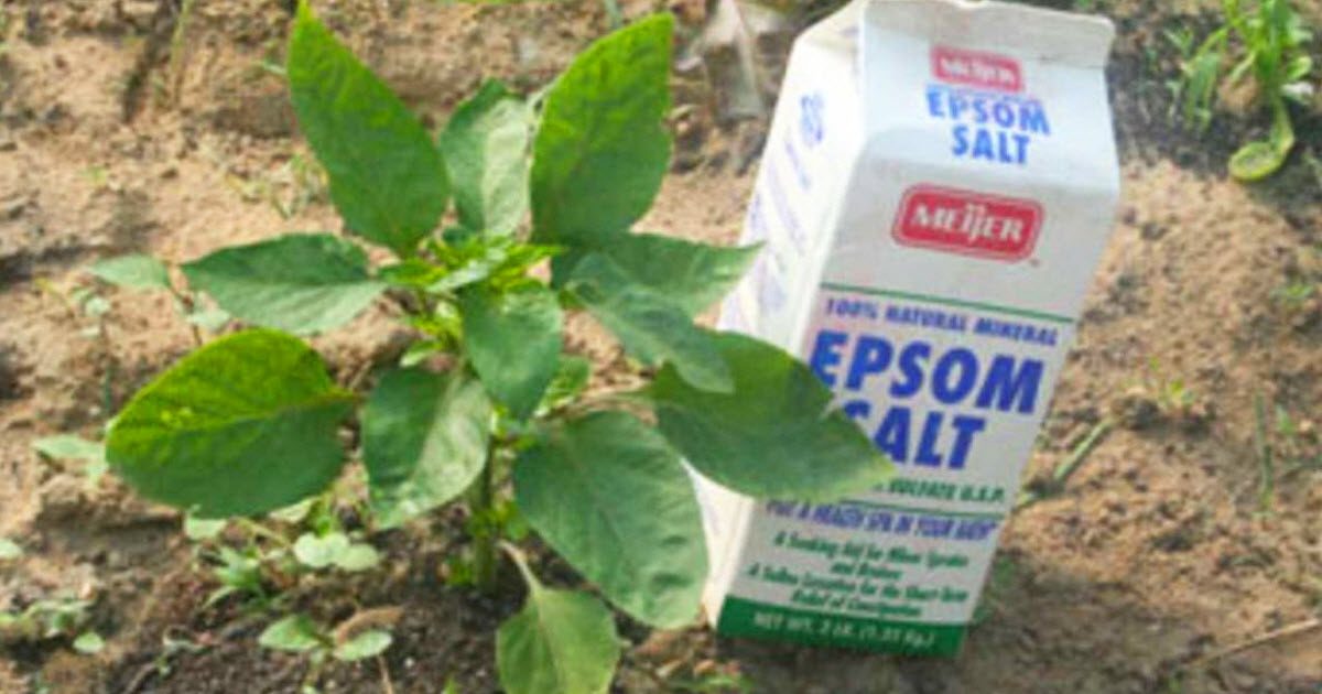 Reasons Why Epsom Salt Is A Must Have For Gardeners