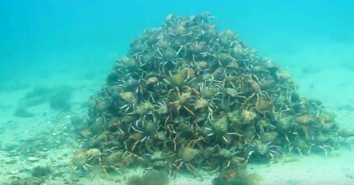 strange-underwater-crab-pyramid-is-so-freaky