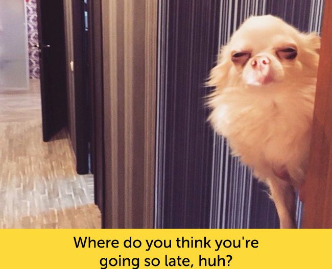 15 Dogs With Facial Expressions That Are Sure To Leave You Laughing