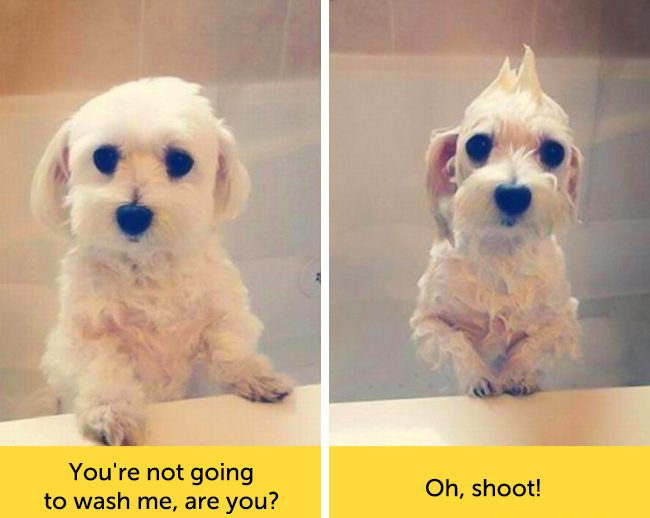 15 Dogs With Facial Expressions That Are Sure To Leave You Laughing