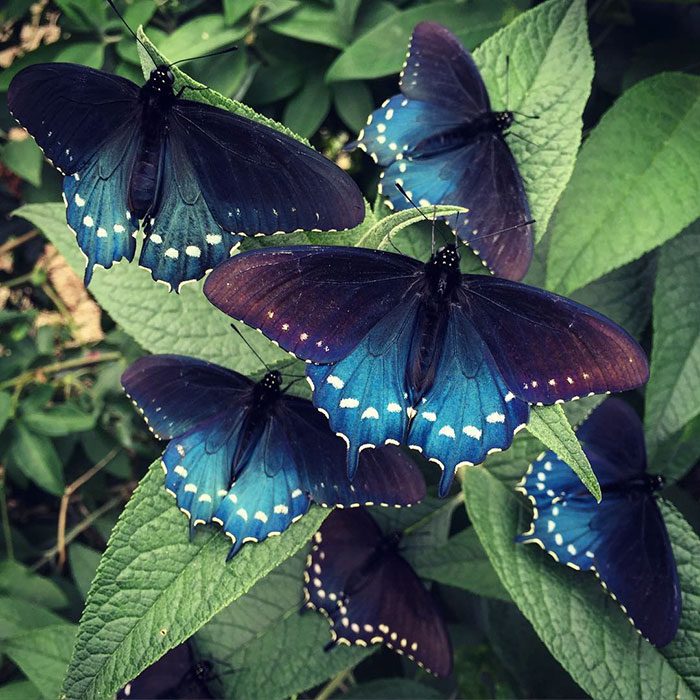 Man Repopulates Unique Butterfly Species Right In His Own Backyard ...