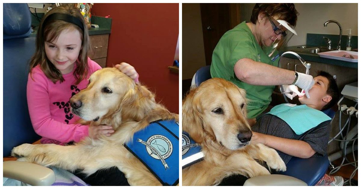 Dentist Office Hires Cutest Assistant Possible To Help