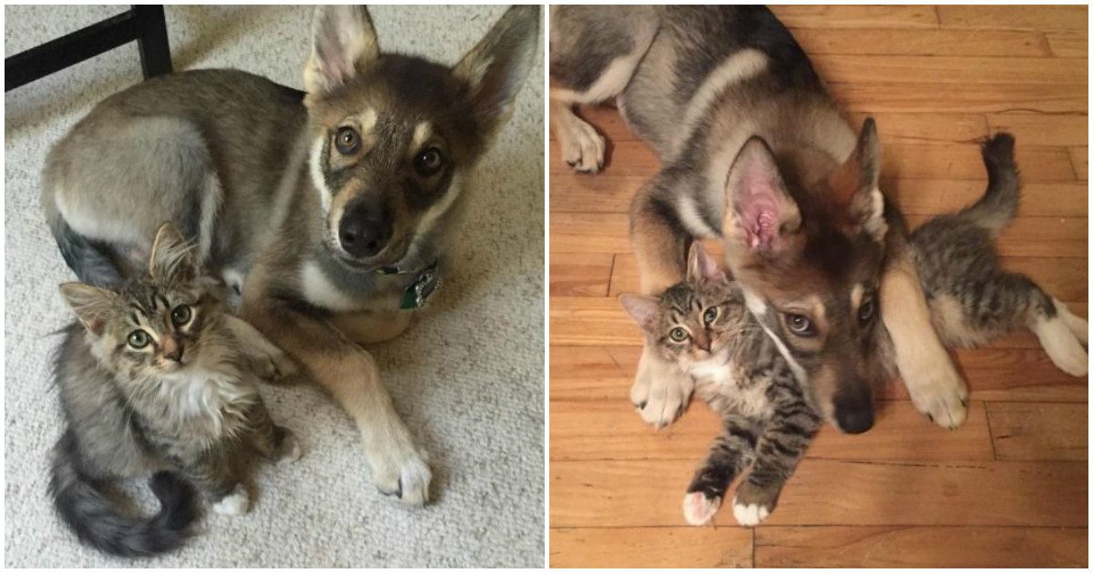 Dog Picked Out Her Very Own Kitten To Bring Home From The Animal Shelter - Trendfrenzy