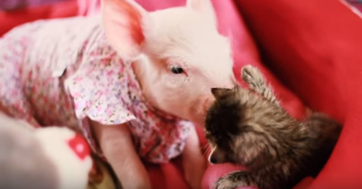 Rescue Piglet And Orphaned Kitten Are The Most Adorable Best Friends ...