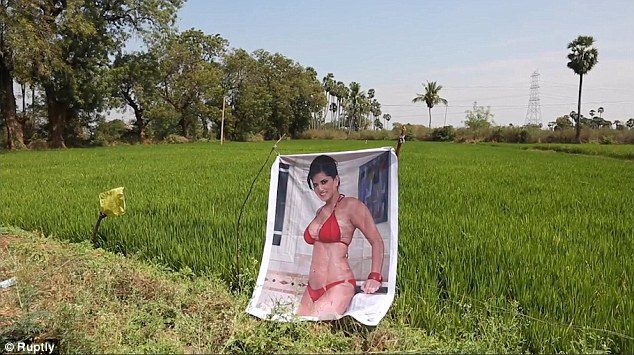 Scarecrow Porn - Farmer Uses Image Of A Porn Star To Keep His Crops Safe